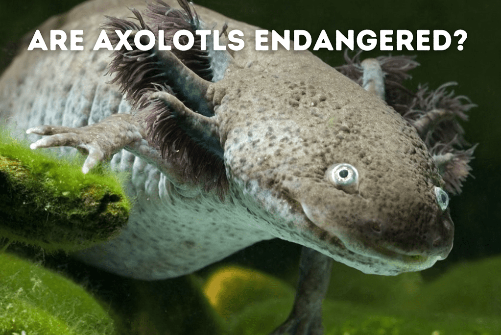 Are Axolotls Endangered Featured Image