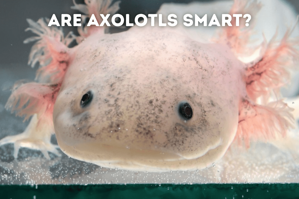 Are Axolotls Smart Featured Image