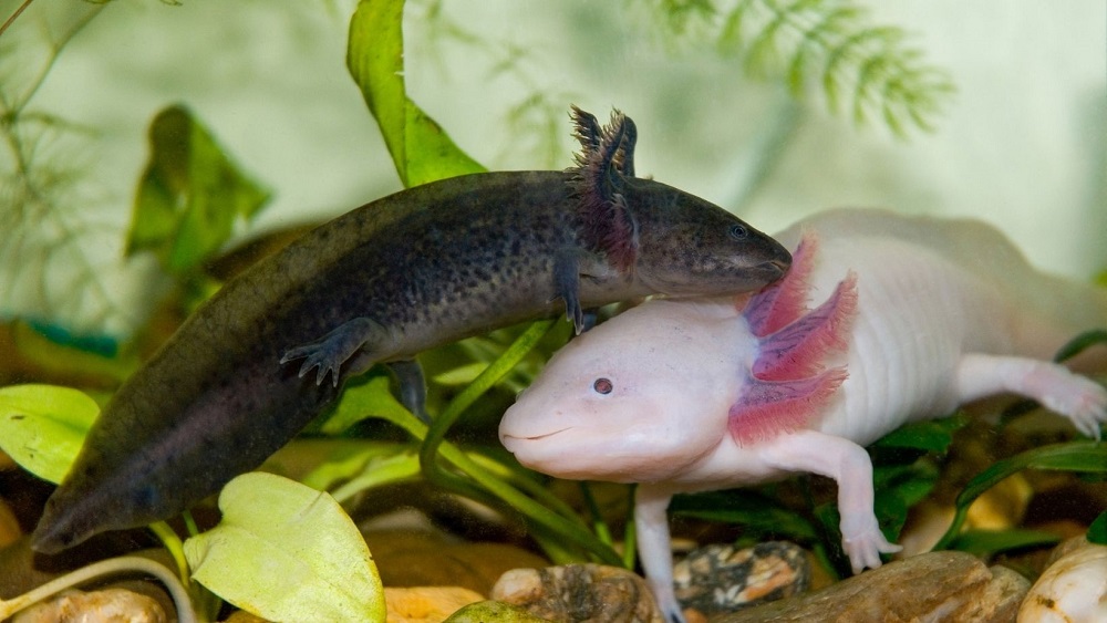 Are axolotls happier in pairs