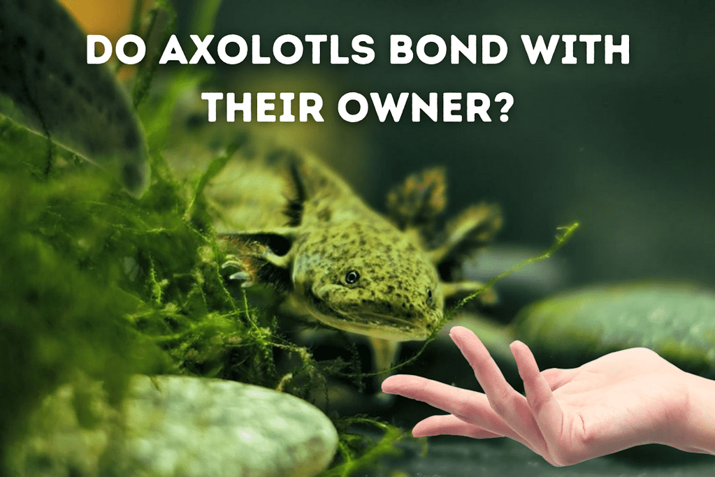 Do Axolotls Bond With Their Owner Featured Image