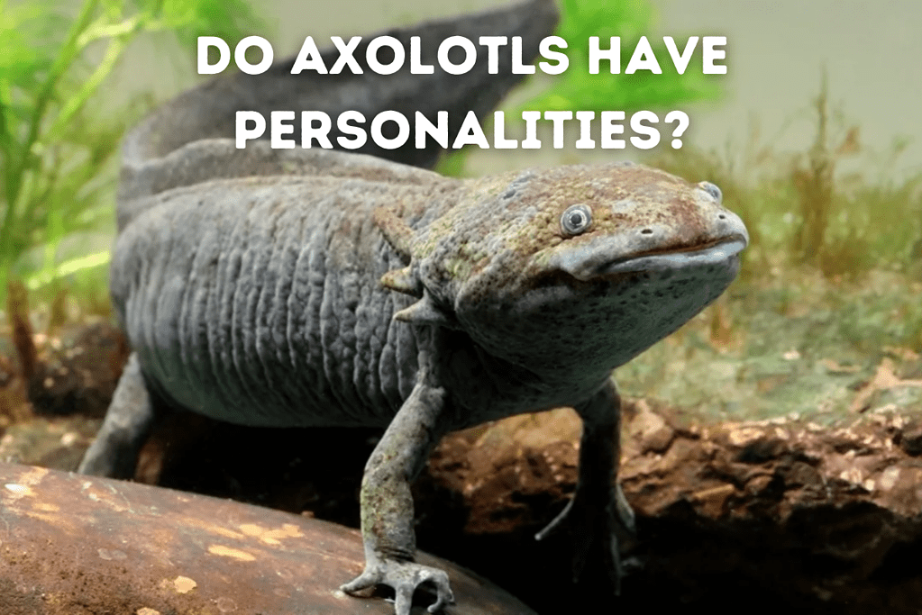 Do Axolotls Have Personalities Featured Image