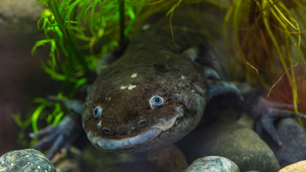 Do-axolotls-bond-with-their-owners