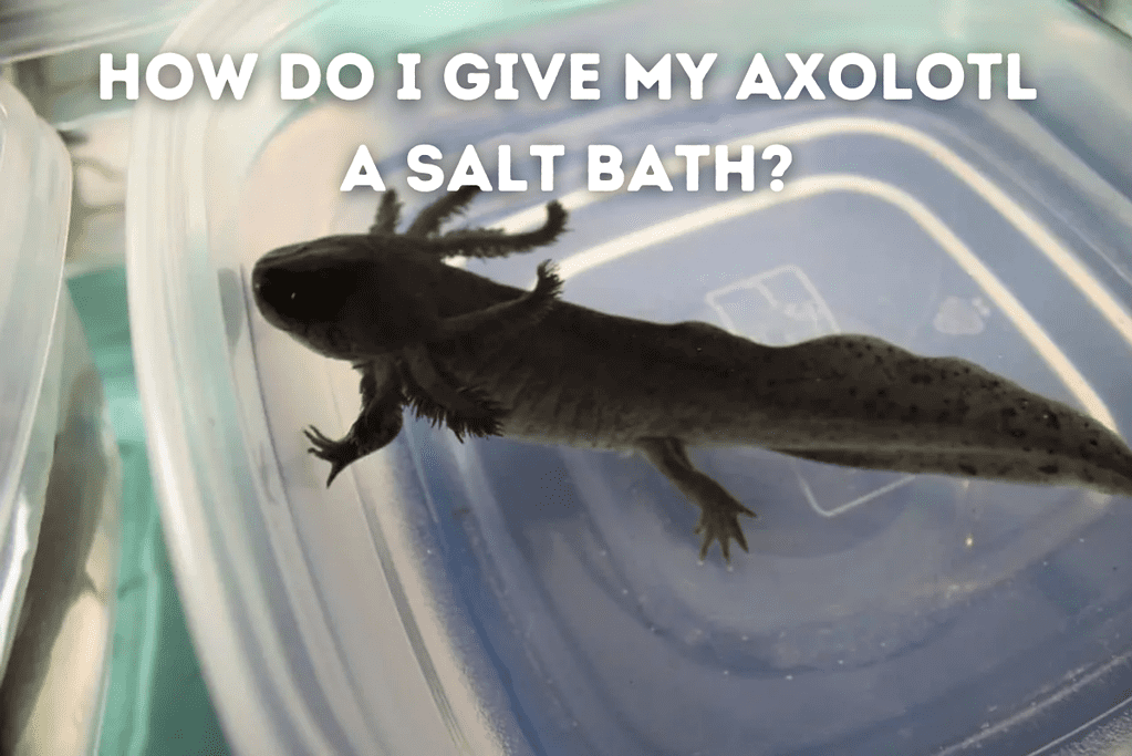 How Do I Give My Axolotl A Salt Bath Featured Image
