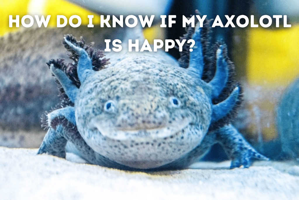 How Do I Know If My Axolotl Is Happy Featured Image