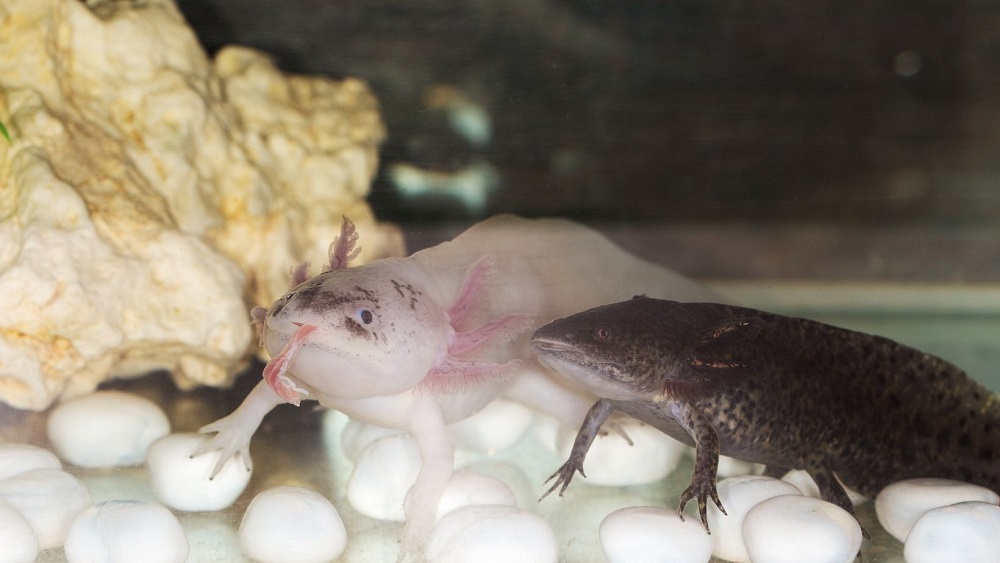 how-do-axolotls-reproduce-pets-from-afar