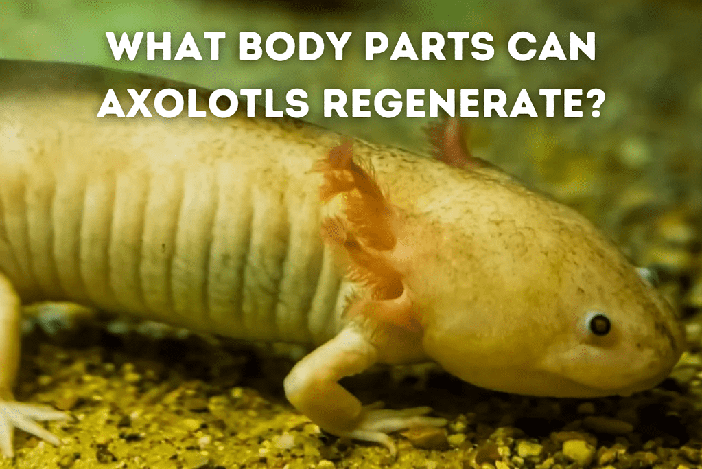 What Body Parts Can Axolotls Regenerate? – Pets From Afar