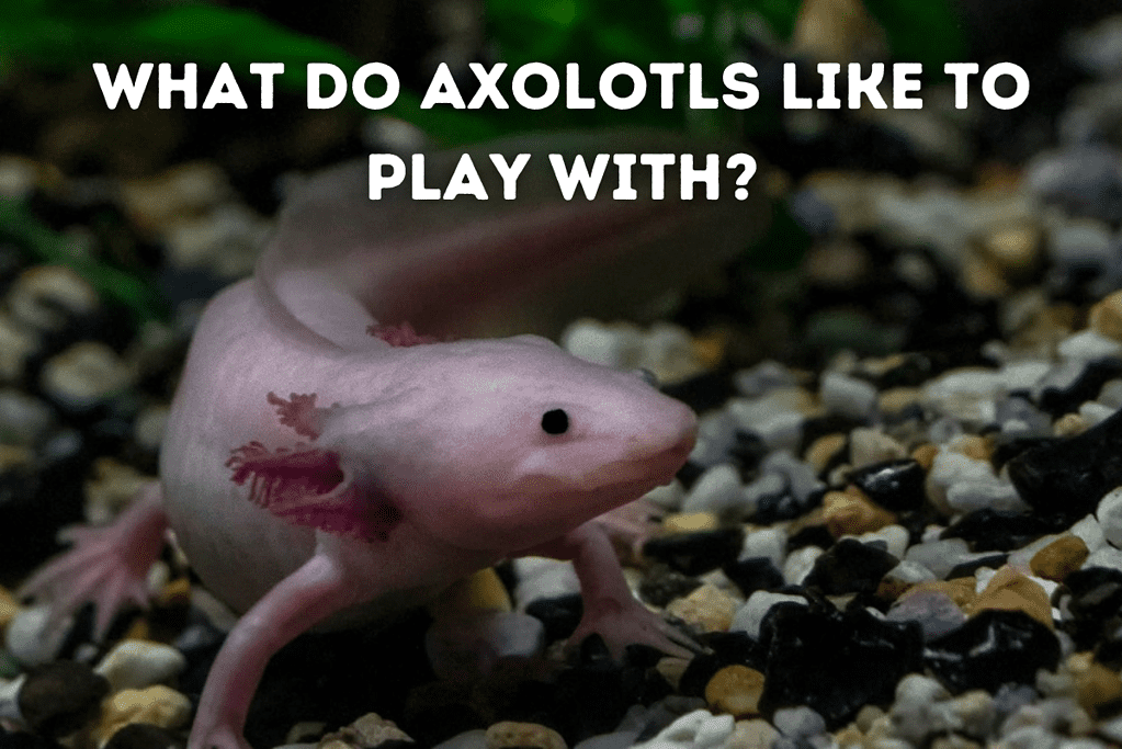 What Do Axolotls Like To Play With Featured Image