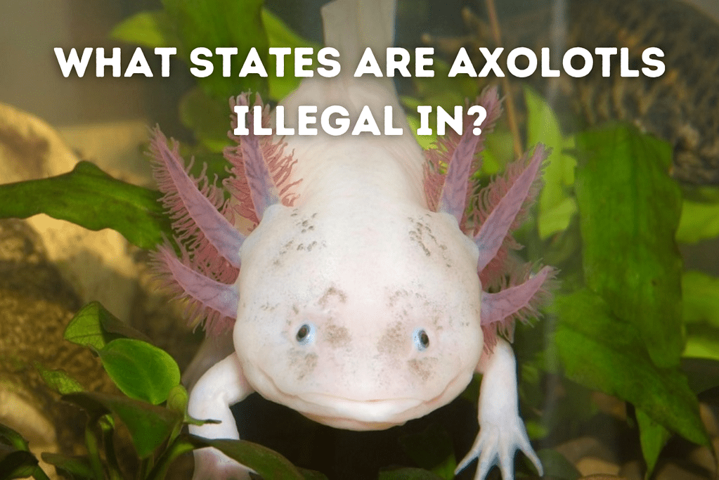 What States Are Axolotls Illegal In Featured Image
