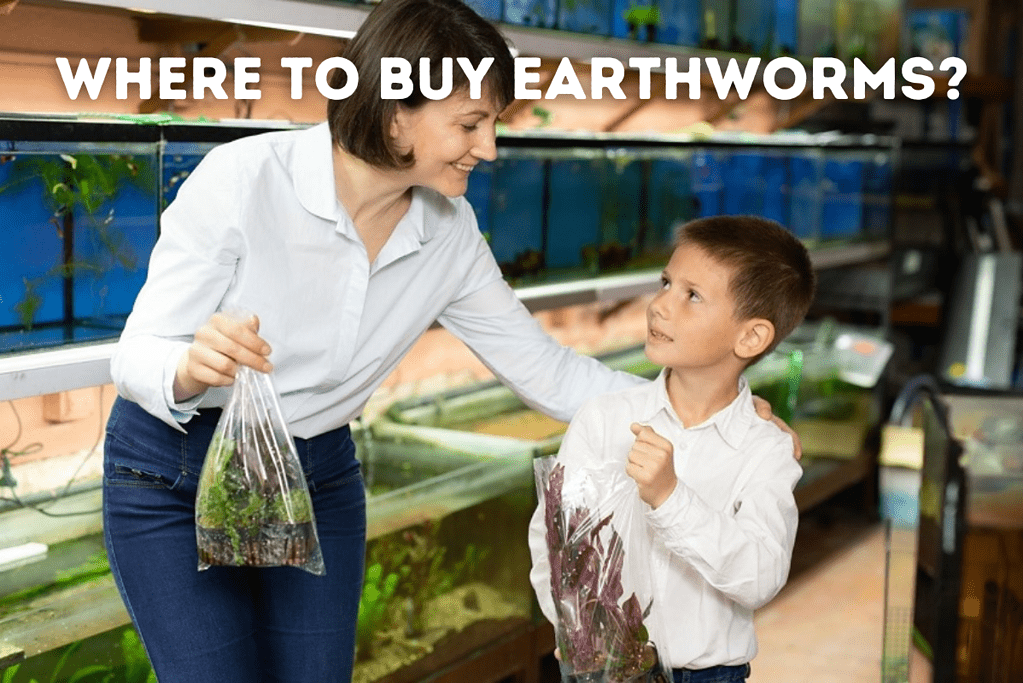 Where To Buy Earthworms Featured Image