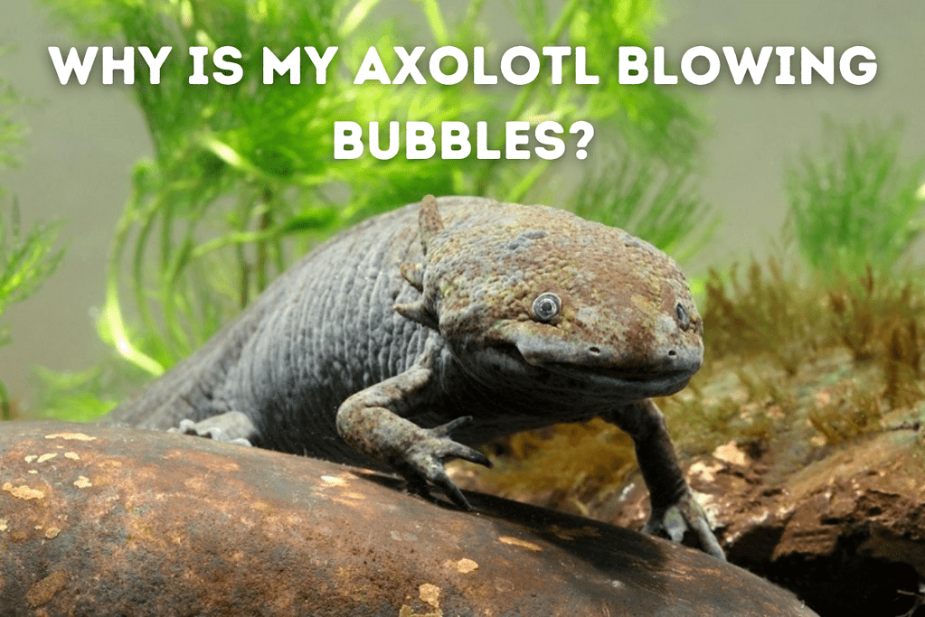Why Is My Axolotl Blowing Bubbles Featured Image