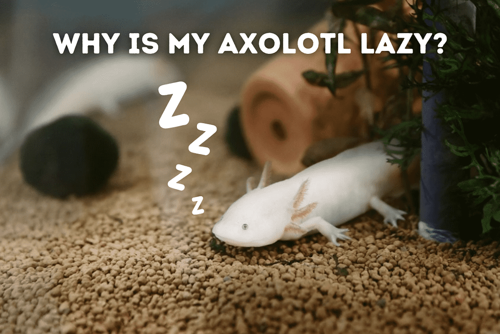 Why Is My Axolotl Lazy_Featured Image