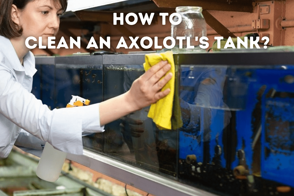 How To clean An Axolotl's Tank Featured Image