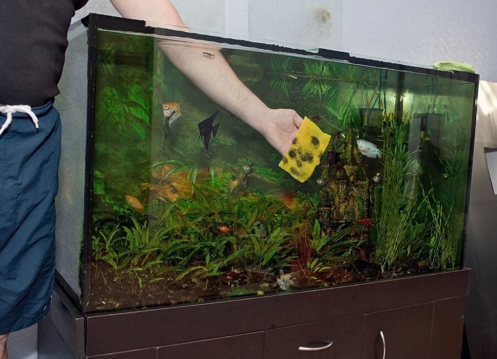 how to clean axolotl tank