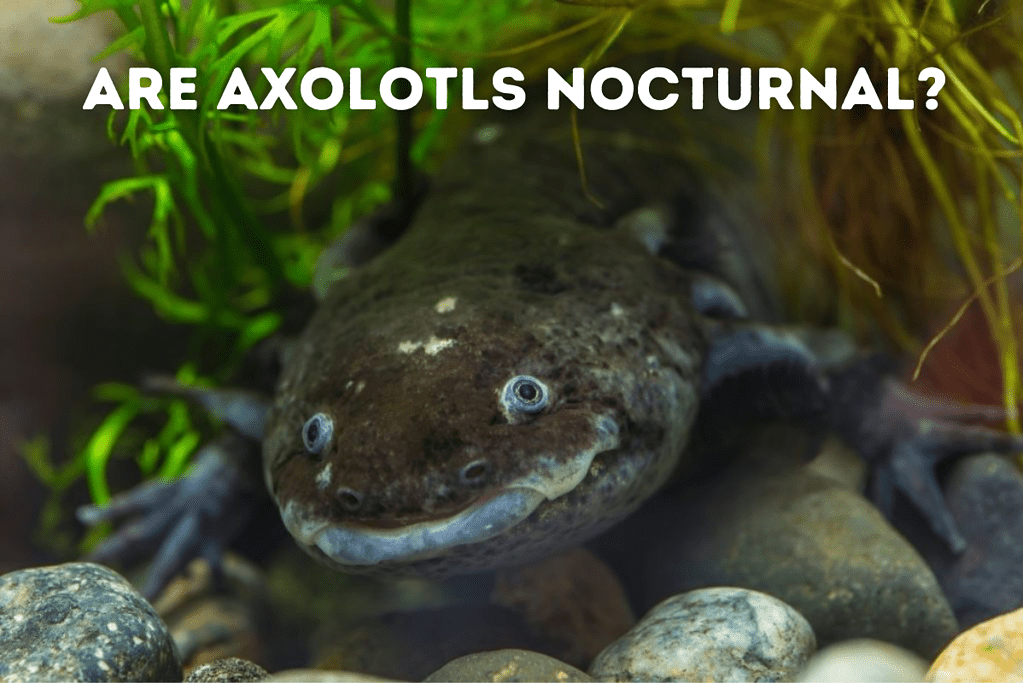 Are Axolotls Nocturnal Featured Image