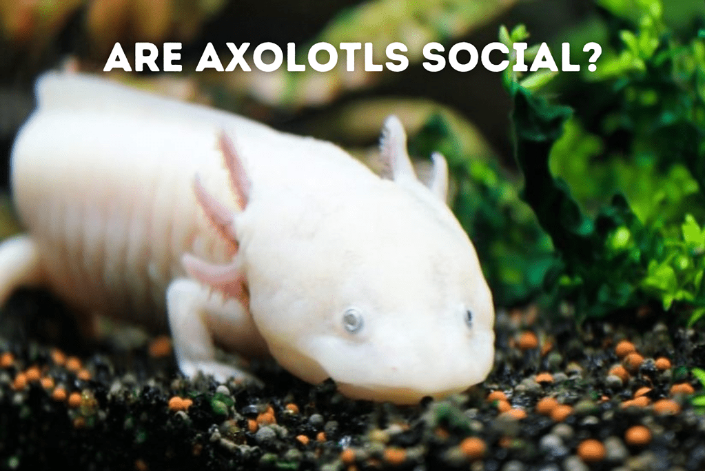 Are Axolotls Social Featured Image