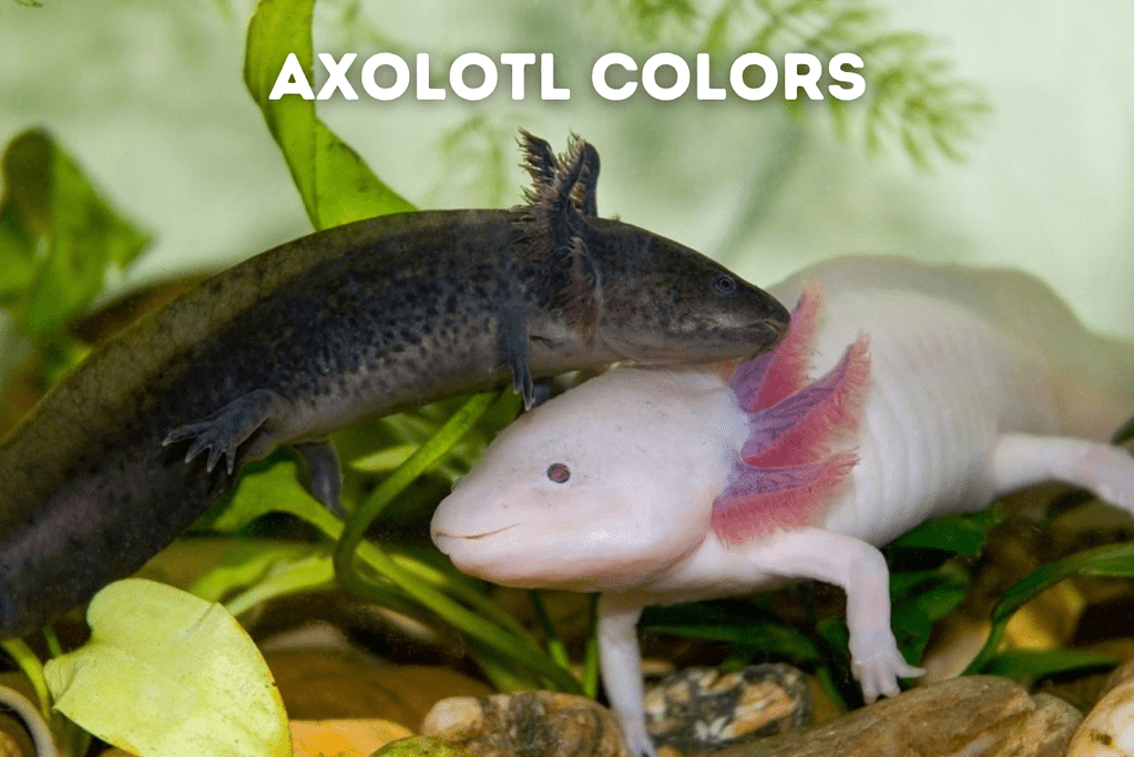 Axolotl Colors Featured Image