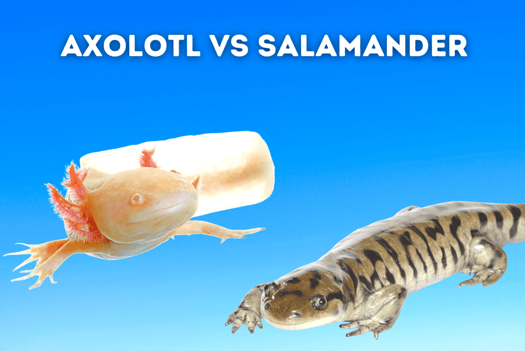 Axolotl vs Salamander Featured Image