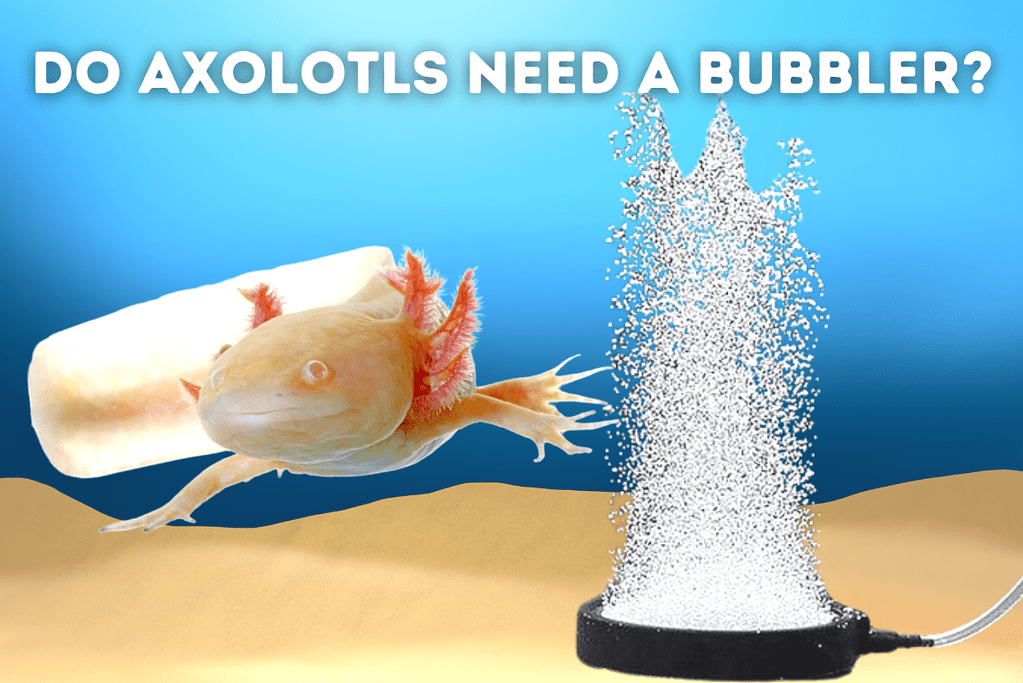 Do Axolotls Need A Bubbler Featured Image