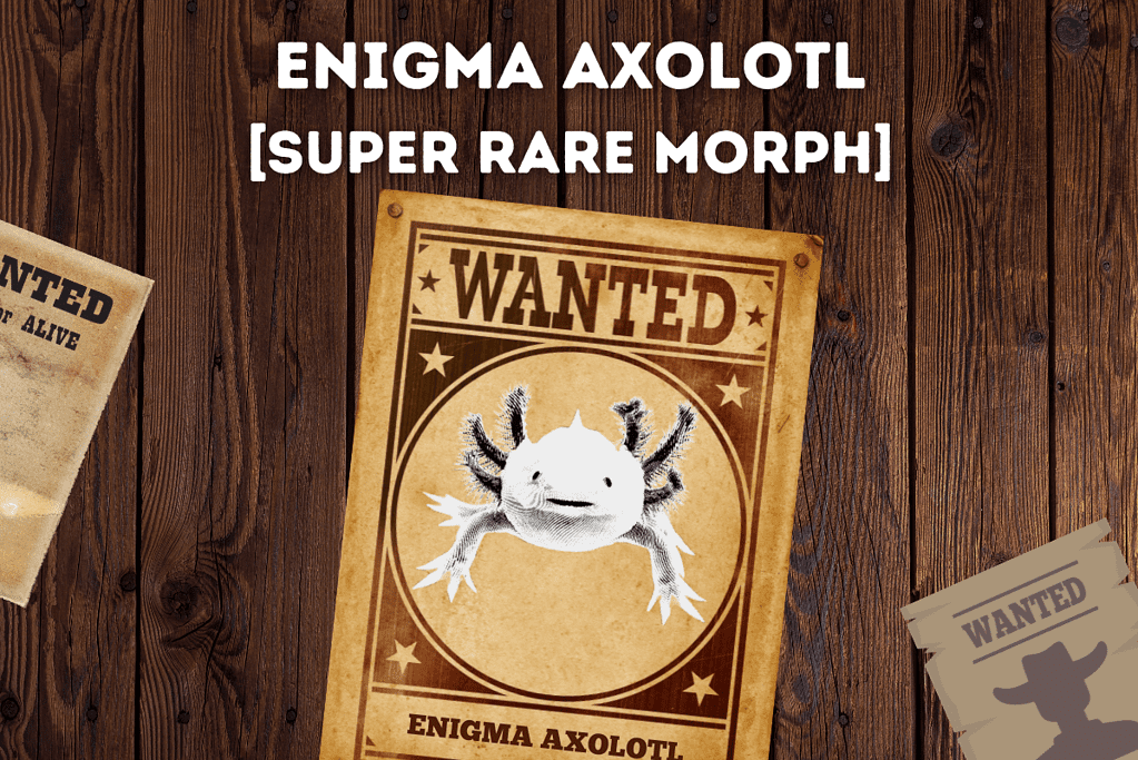 Enigma Axolotl Featured Image