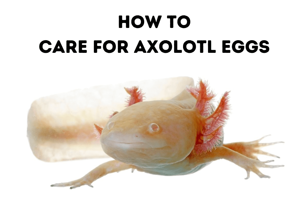 How To Care For Axolotl Eggs Featured Image