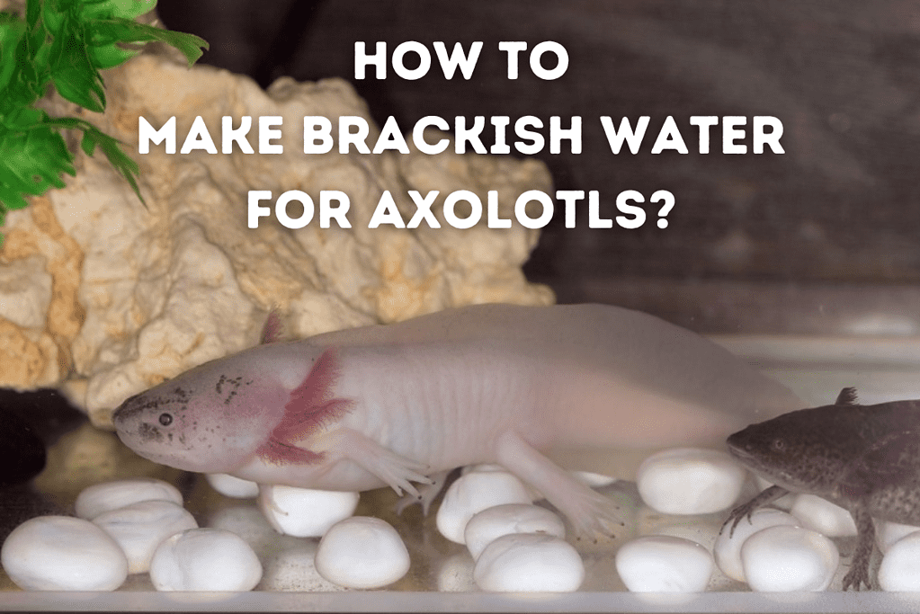 How To Make brackish Water For Axolotls Featured Image