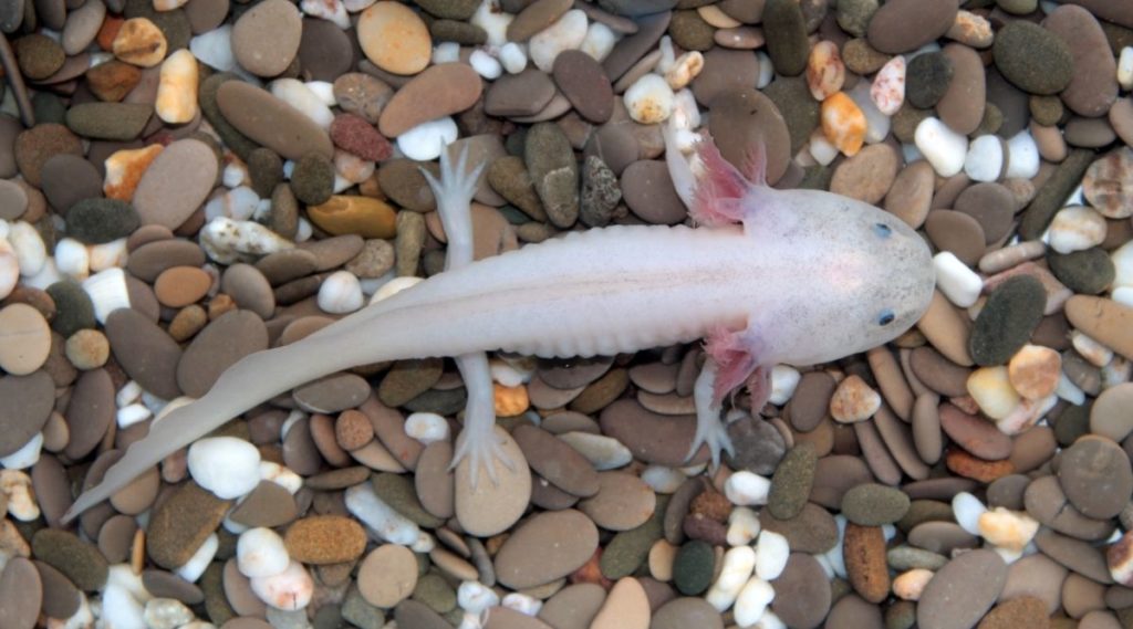 How You Should Expect Your Baby Axolotls to Grow …