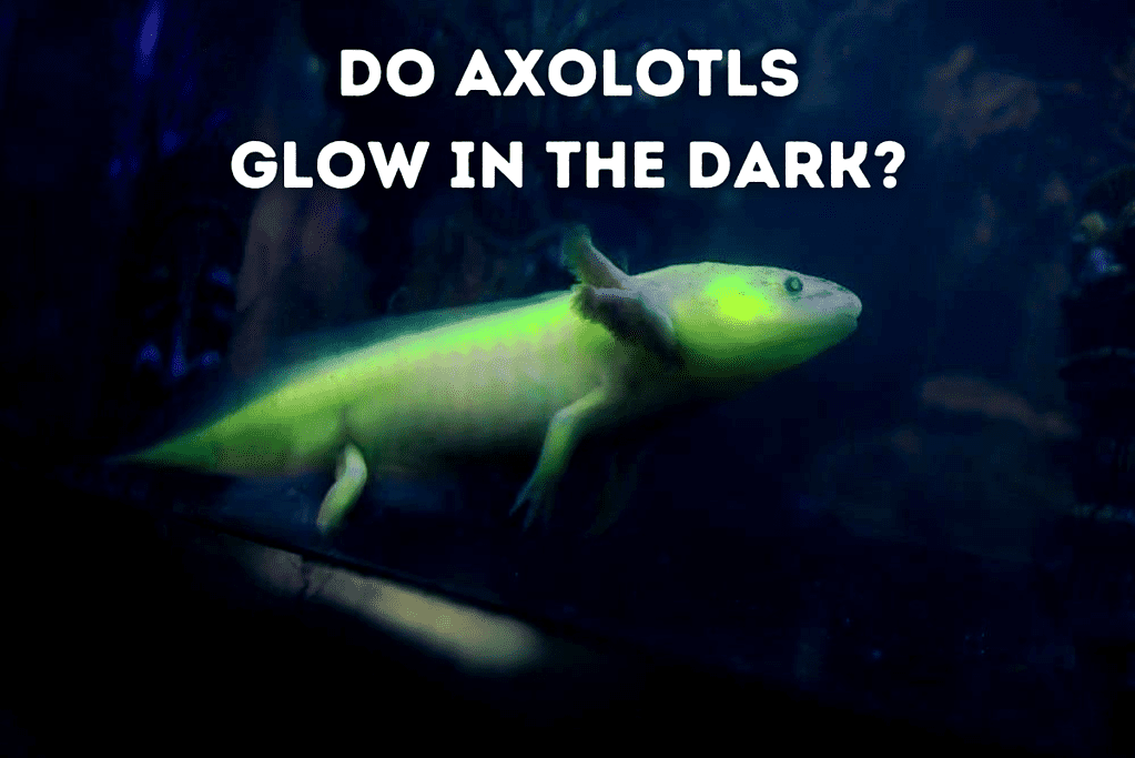 Do Axolotls Glow In The Dark [GFP Axolotl] Featured Image