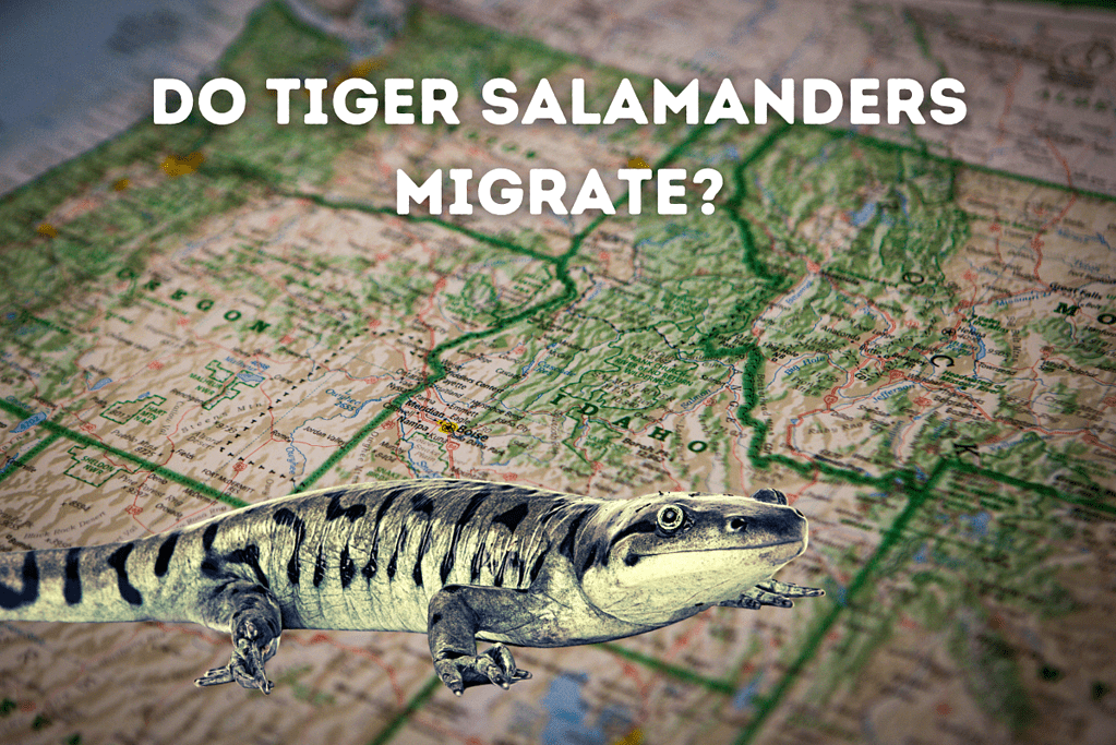 Do Tiger Salamanders Migrate Featured Image