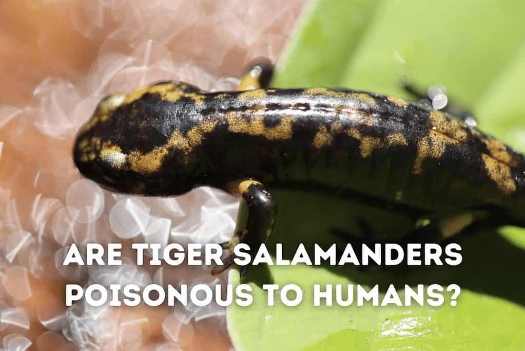Tiger Salamander Poison
