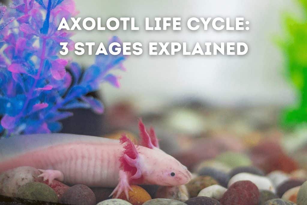 What Is the Life Cycle of An Axolotl? Pets From Afar