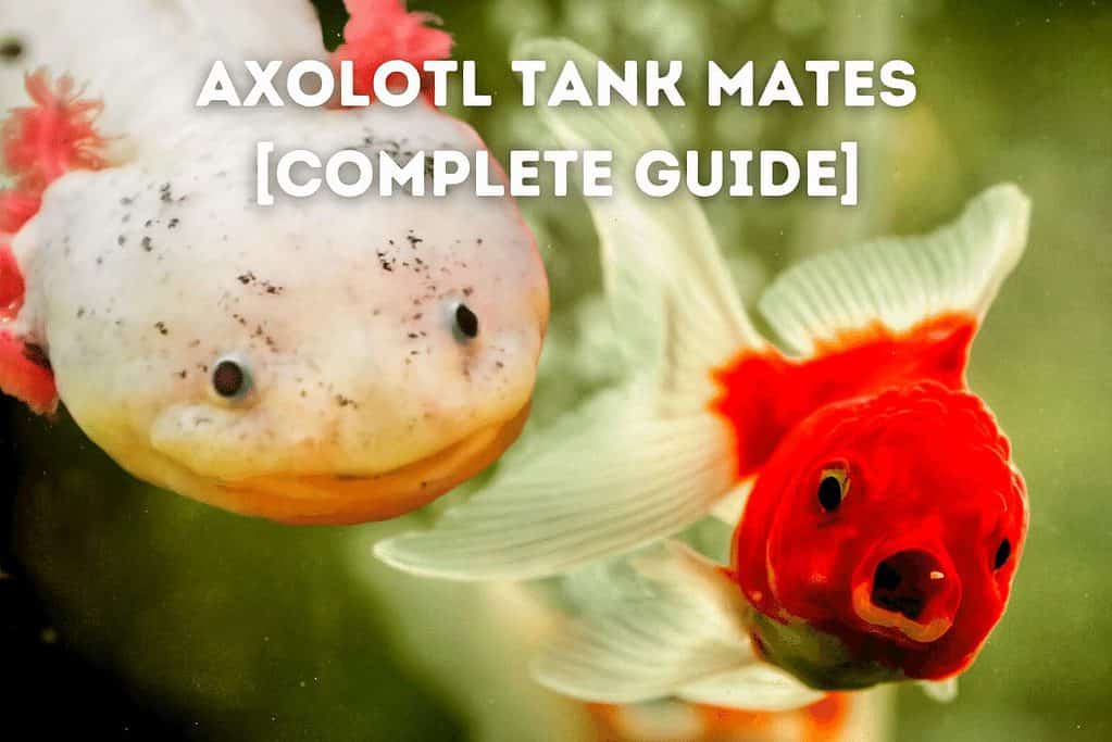 Axolotl-Tank-Mates-Featured-Image