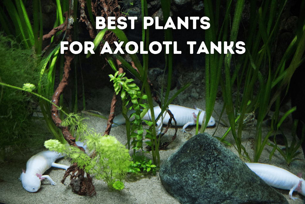 Best Plants For Axolotl Tanks Featured Image