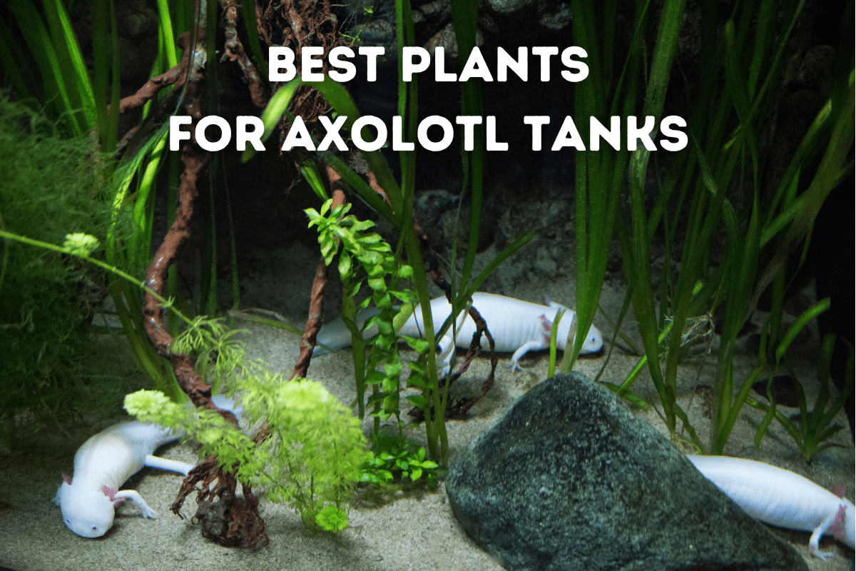 Plants for axolotl tank