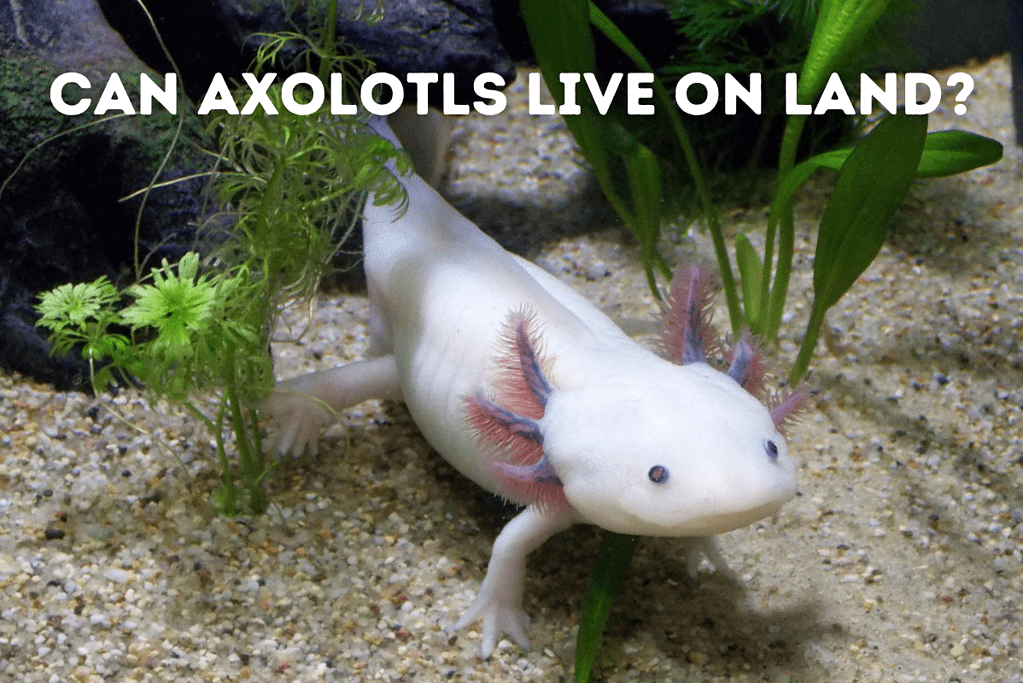 Can Axolotls Live On land Featured Image (2)