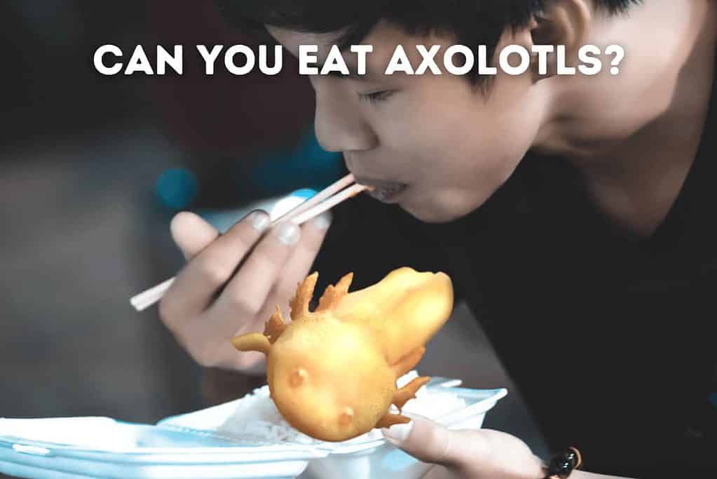 What Does Axolotl Taste Like  