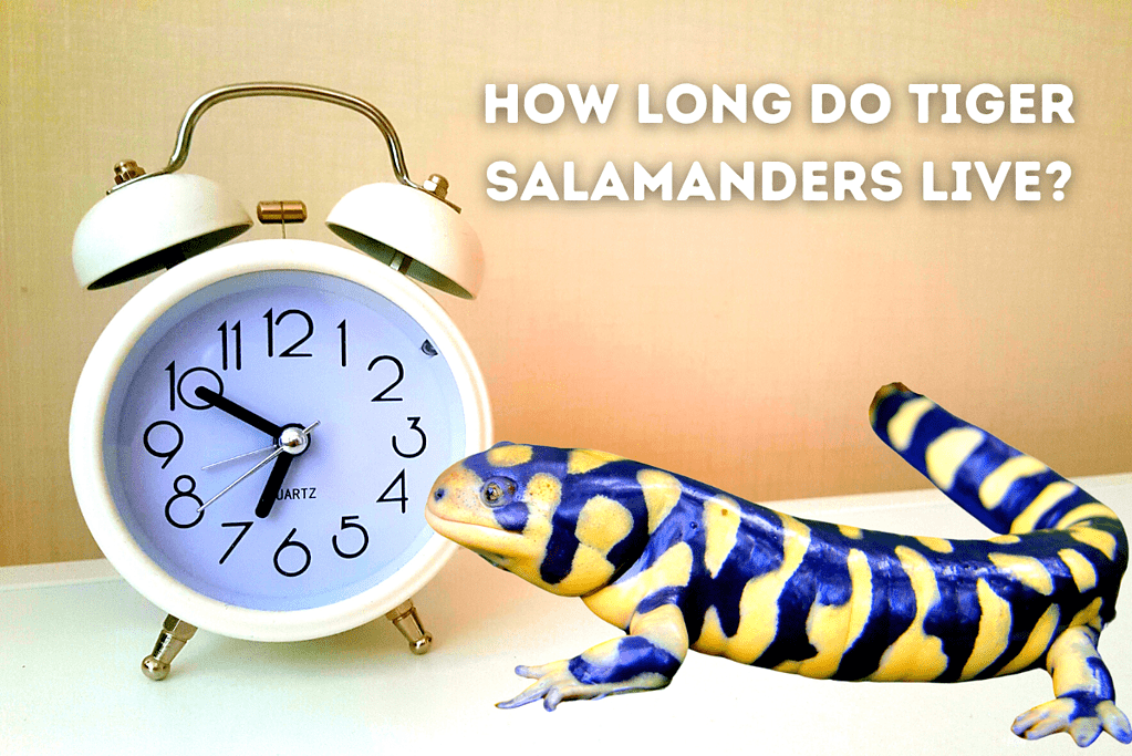 How Long Do Tiger Salamanders Live Featured Image