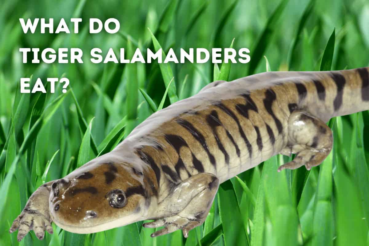 What Do Tiger Salamanders Eat? Pets From Afar