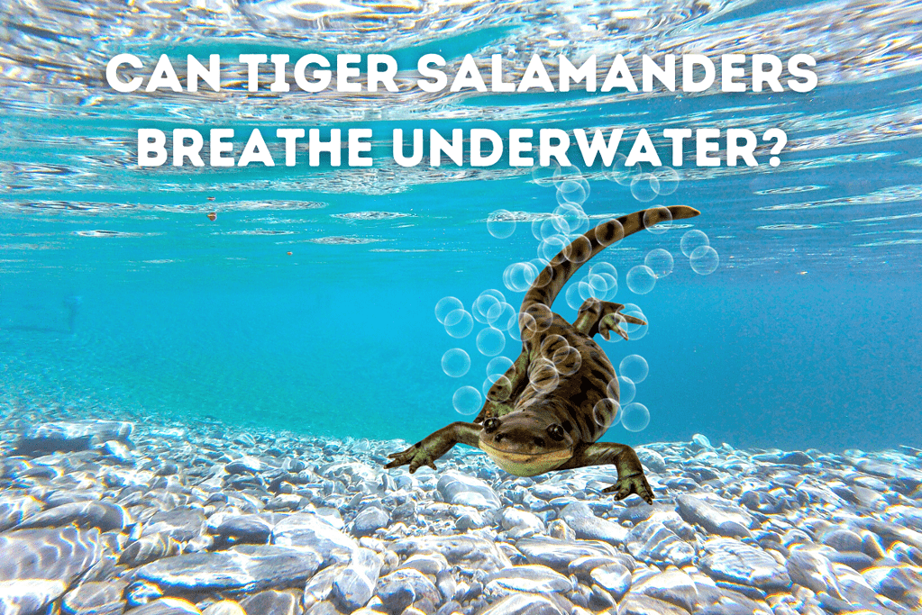 Can Tiger Salamanders Breathe Underwater Featured Image