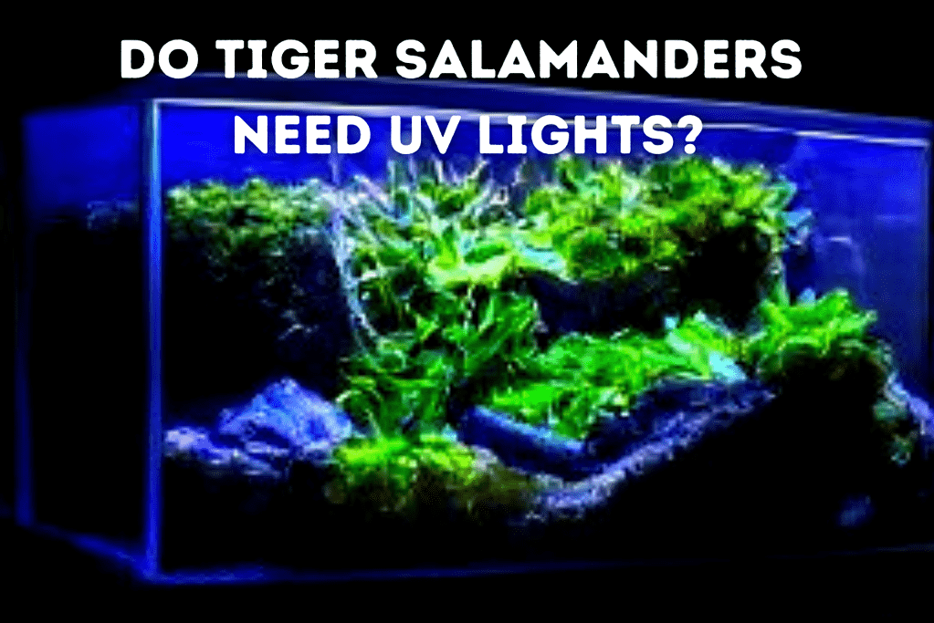 Do Tiger Salamanders Need UV Lights Featured Image