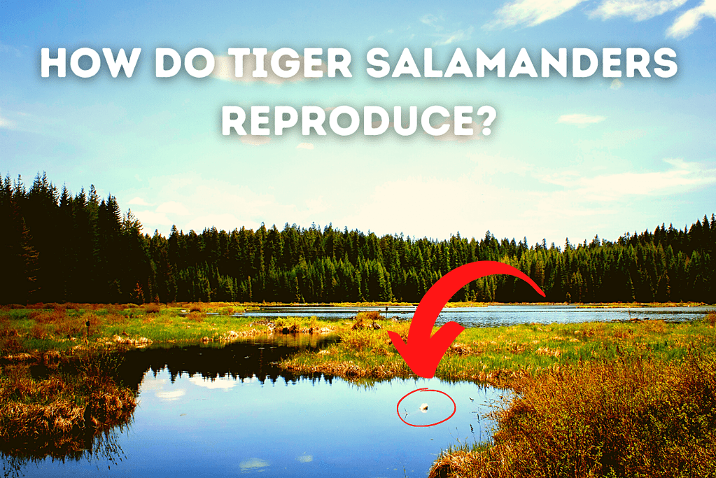 How Do Tiger Salamanders Reproduce Featured Image