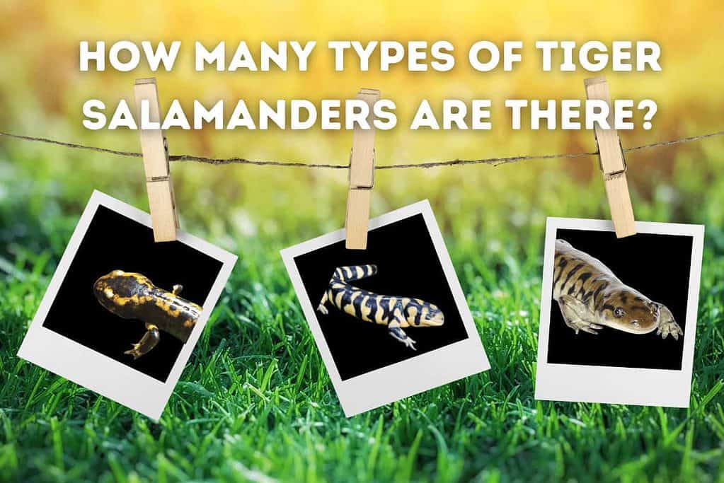 How Many Types Of Tiger Salamanders Are There Feature Image
