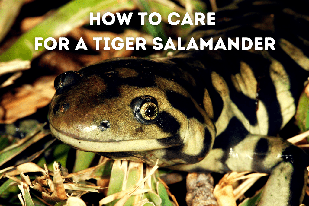 How To Care For A Tiger Salamander Featured Image