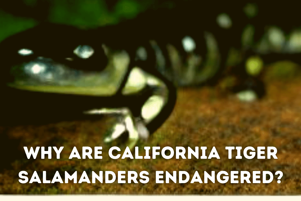 Why Are California Tiger Salamanders Endangered Featured Image