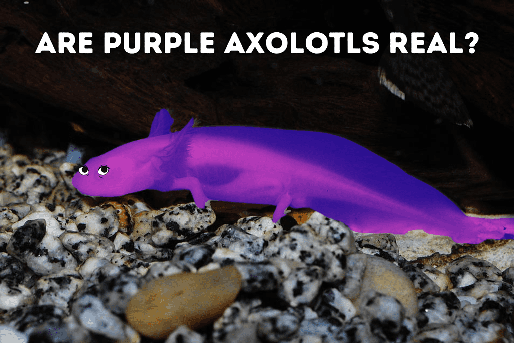 Are Purple Axolotls Real Featured Image