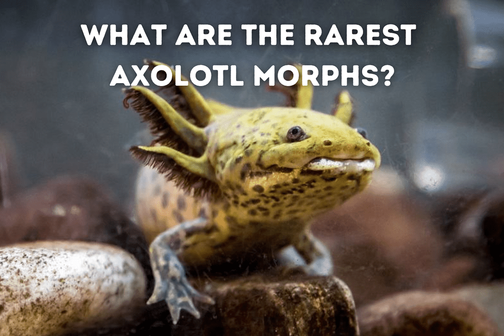 What Are The Rarest Axolotl Morphs Featured Image