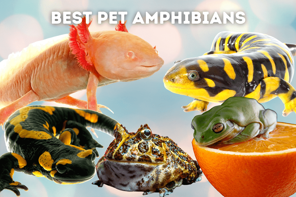 Axolotl, Tiger Salamander, Spotted Salamander, Pacman Frog & White's Tree Frog