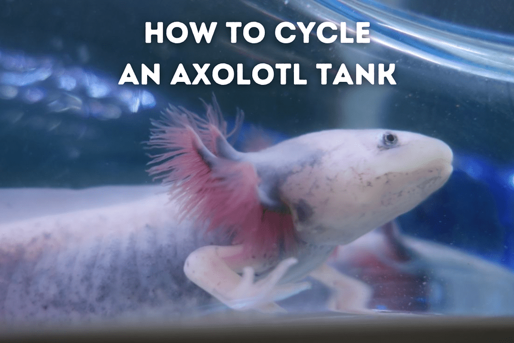 How To Cycle An Axolotl Tank (Tank Cycling Guide) Featured Image