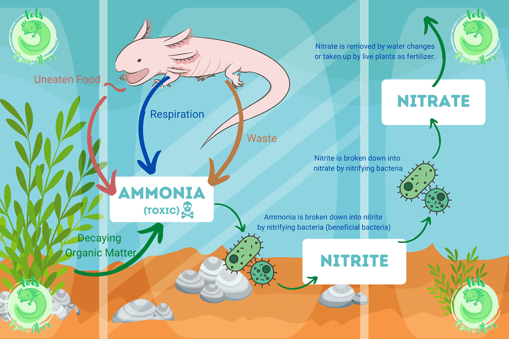 Nitrogen Cycle Water Axolotl Tank