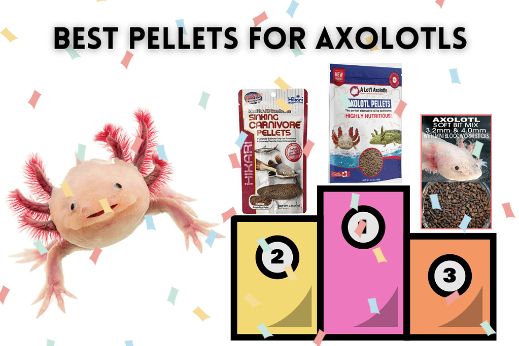 Alimentation en granulés pour Axolotl subadulte Axolotl food - REPTILIS
